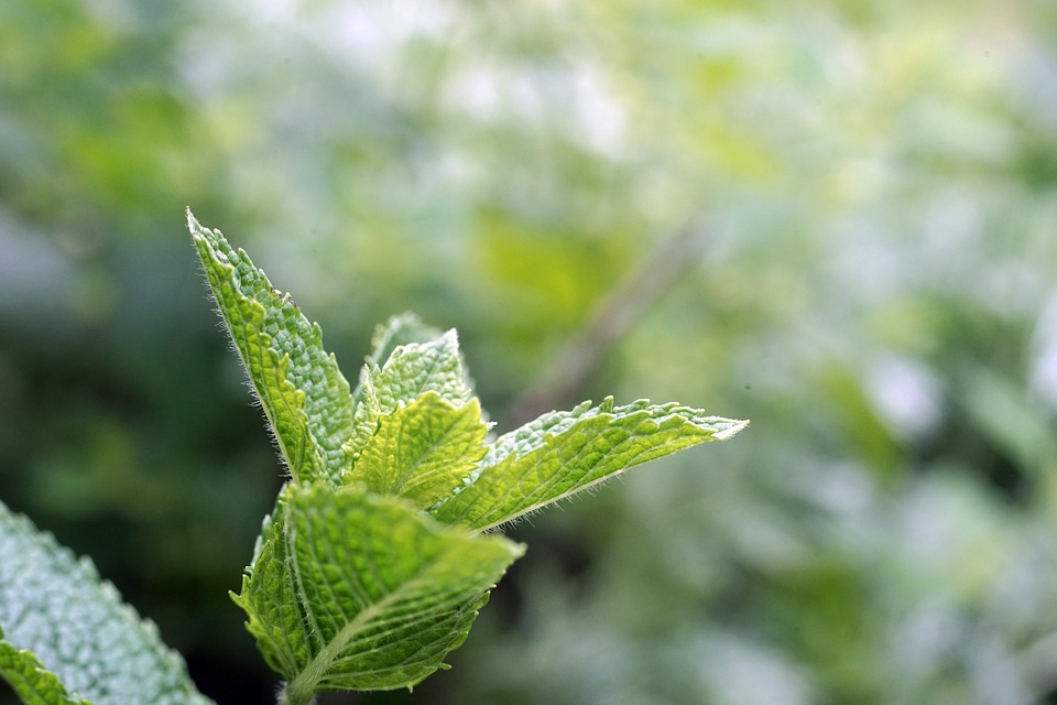 Le menthol empêche les musqueuses de ressentir l'agression de la fumée de cigarette