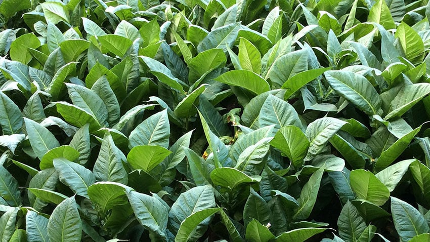 Le tabac est un produit naturel, donc la combustion produit quantité de substances nocives.