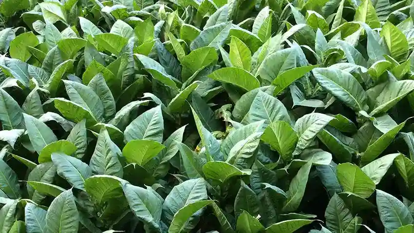 L'une des critiques que l'on entend souvent, quand on est vapoteur, c'est que les eliquides pour cigarette électronique, c'est chimique, donc que ce n'est pas bon.