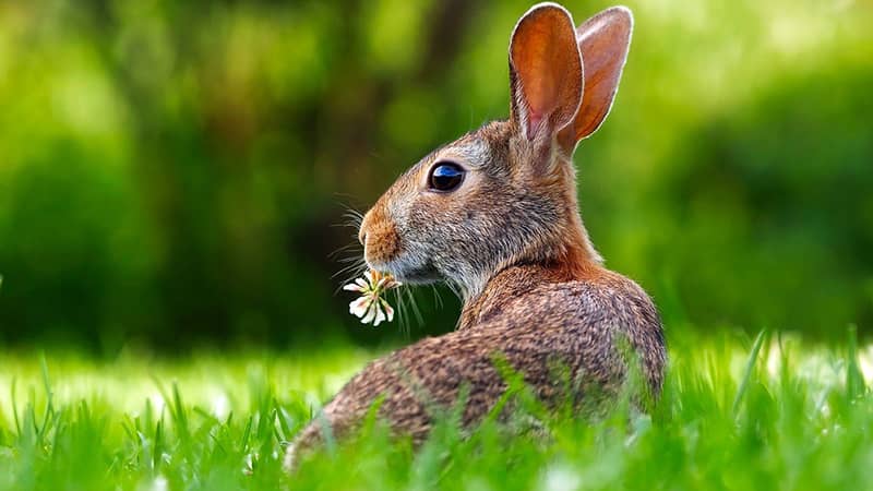 Quel eliquide vapoter à Pâques, ou Pâque, fête religieuse centrale pour les Juifs et les Chrétiens, et chasse aux œufs pour les enfants.