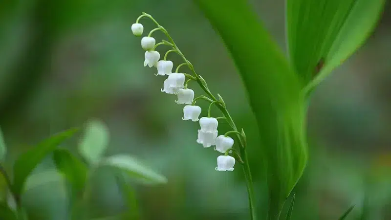 Pendant la renaissance, le premier Mai était la fête de l'Amour (la St Valentin n'existait pas encore). On y offrait donc des fleurs pour marquer son affection