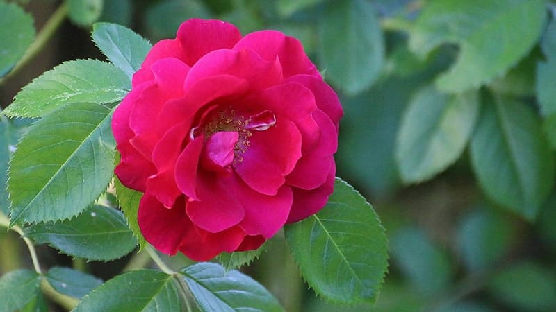 une belle fleur églantine rouge