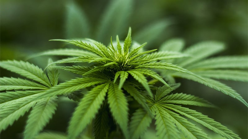 Le VMAC est une nouvelle alternative au cannabis et au cbd